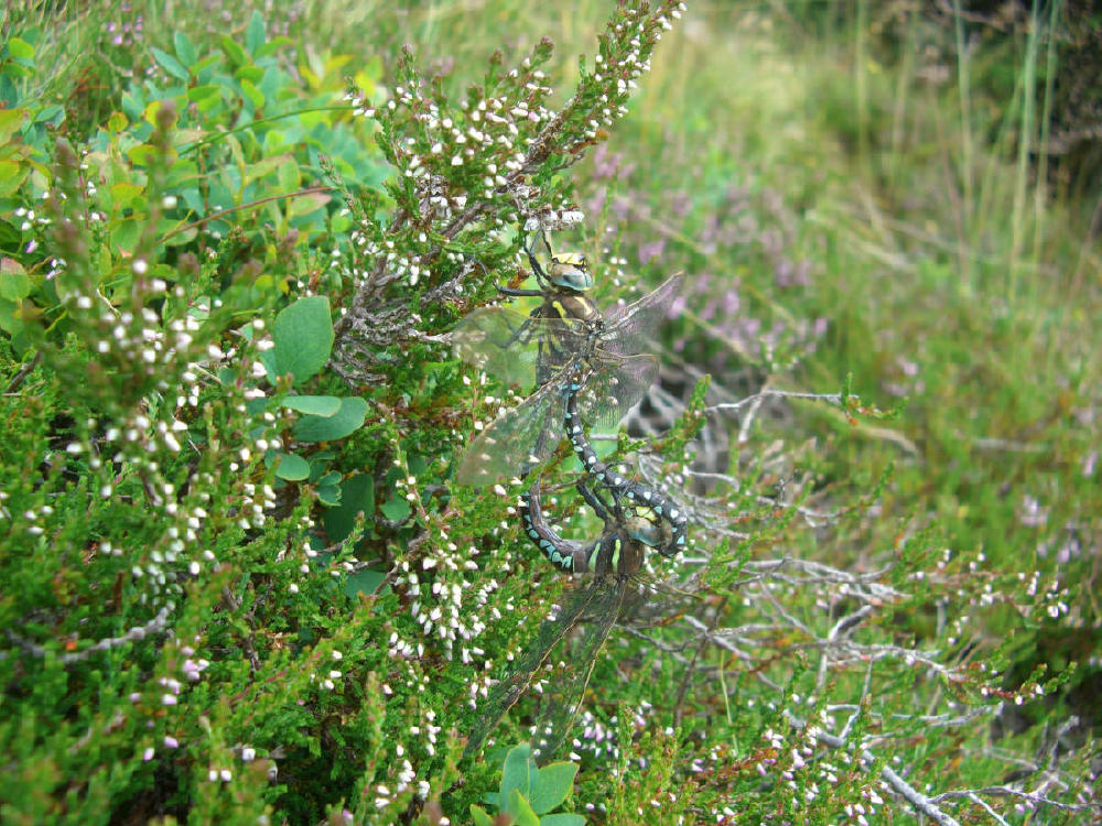 Da identificare - Aeshna juncea