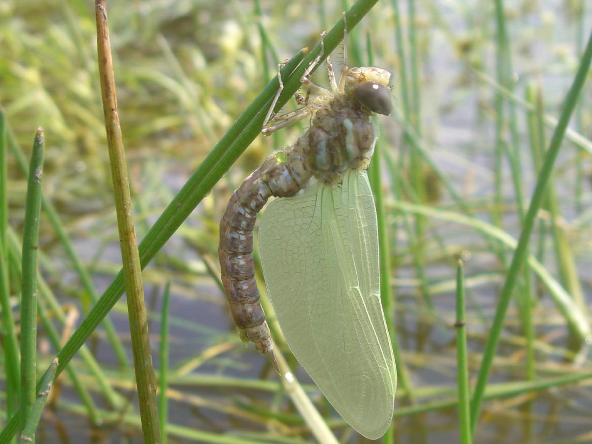 Da identificare - Aeshna juncea