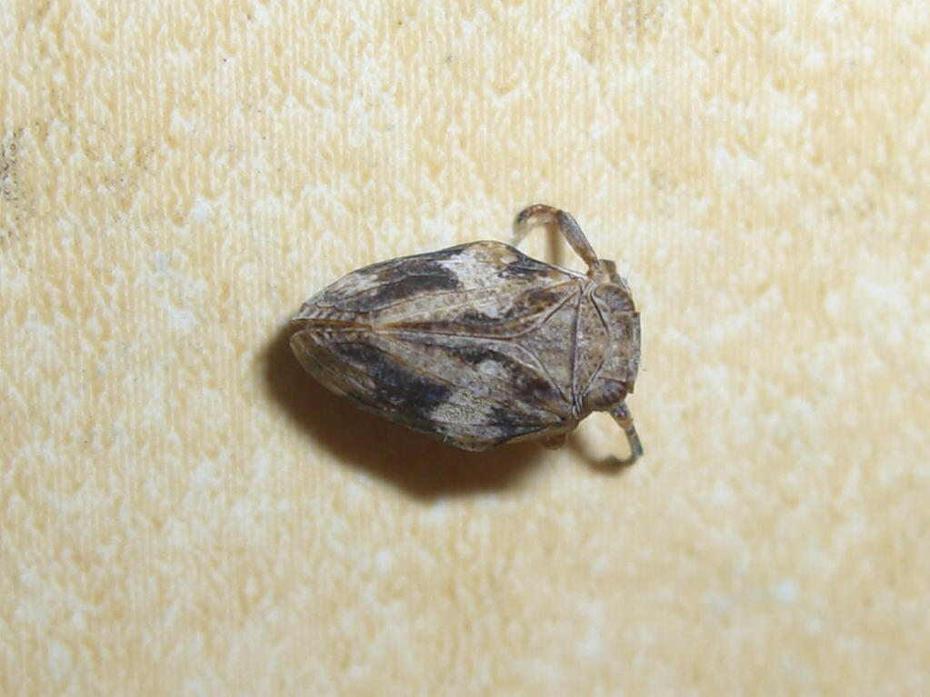 Issidae sp. dal veronese