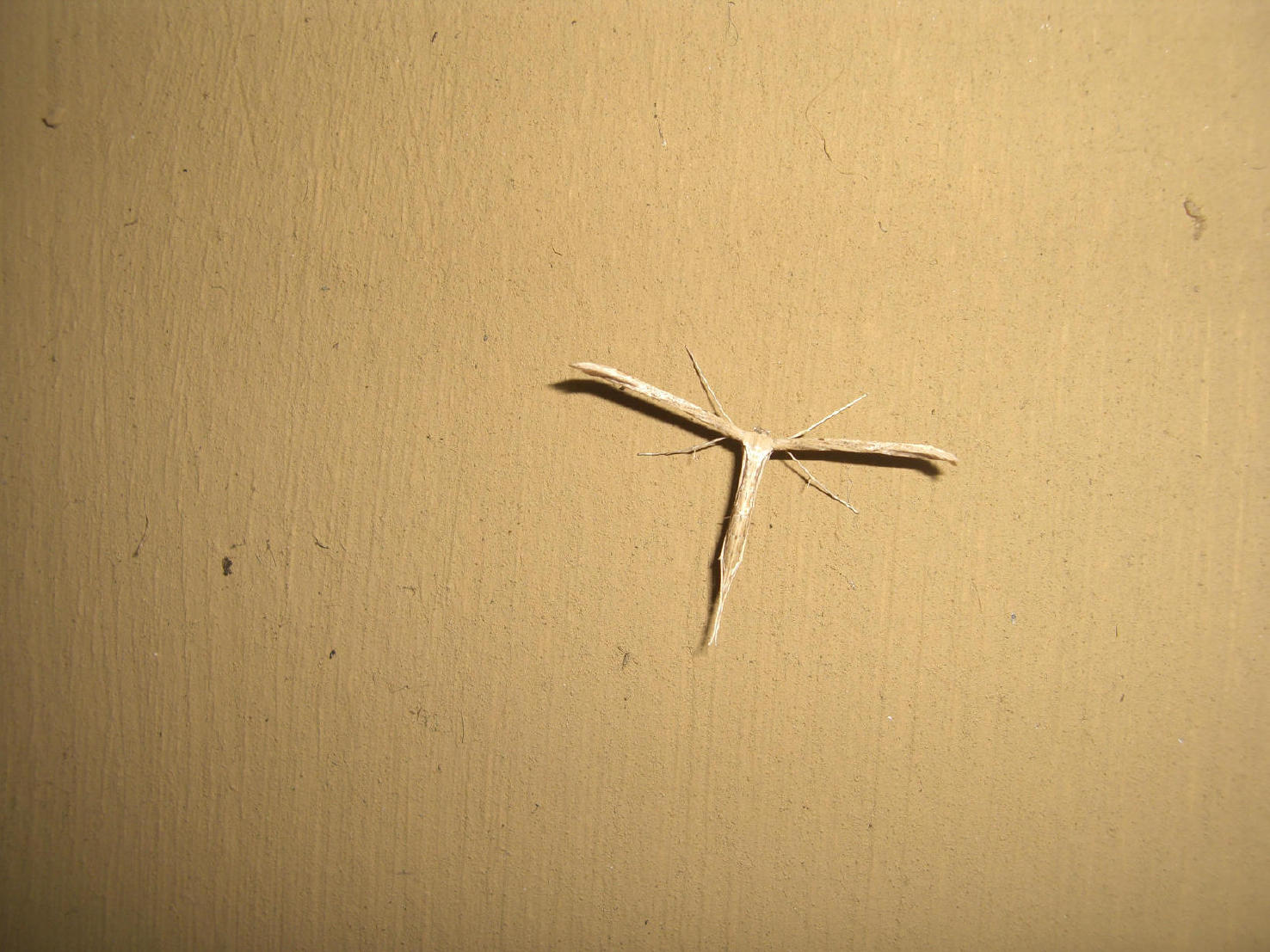 Pterophoridae