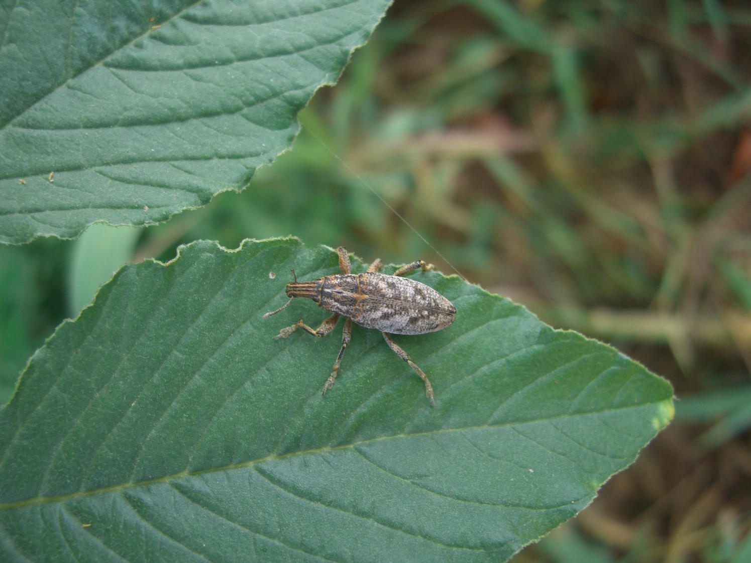 Identificazione Curculionide: Cleonis
