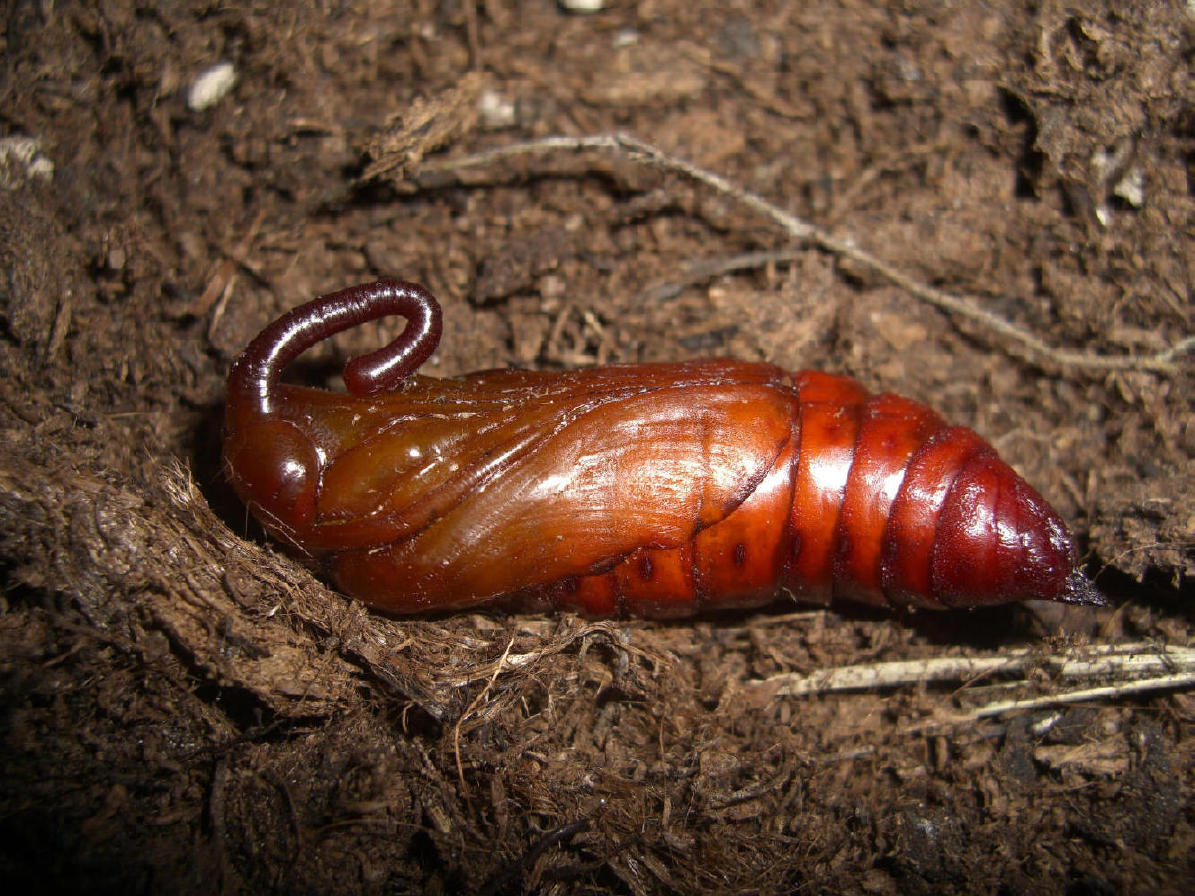 Crisalide Agrius Convolvuli