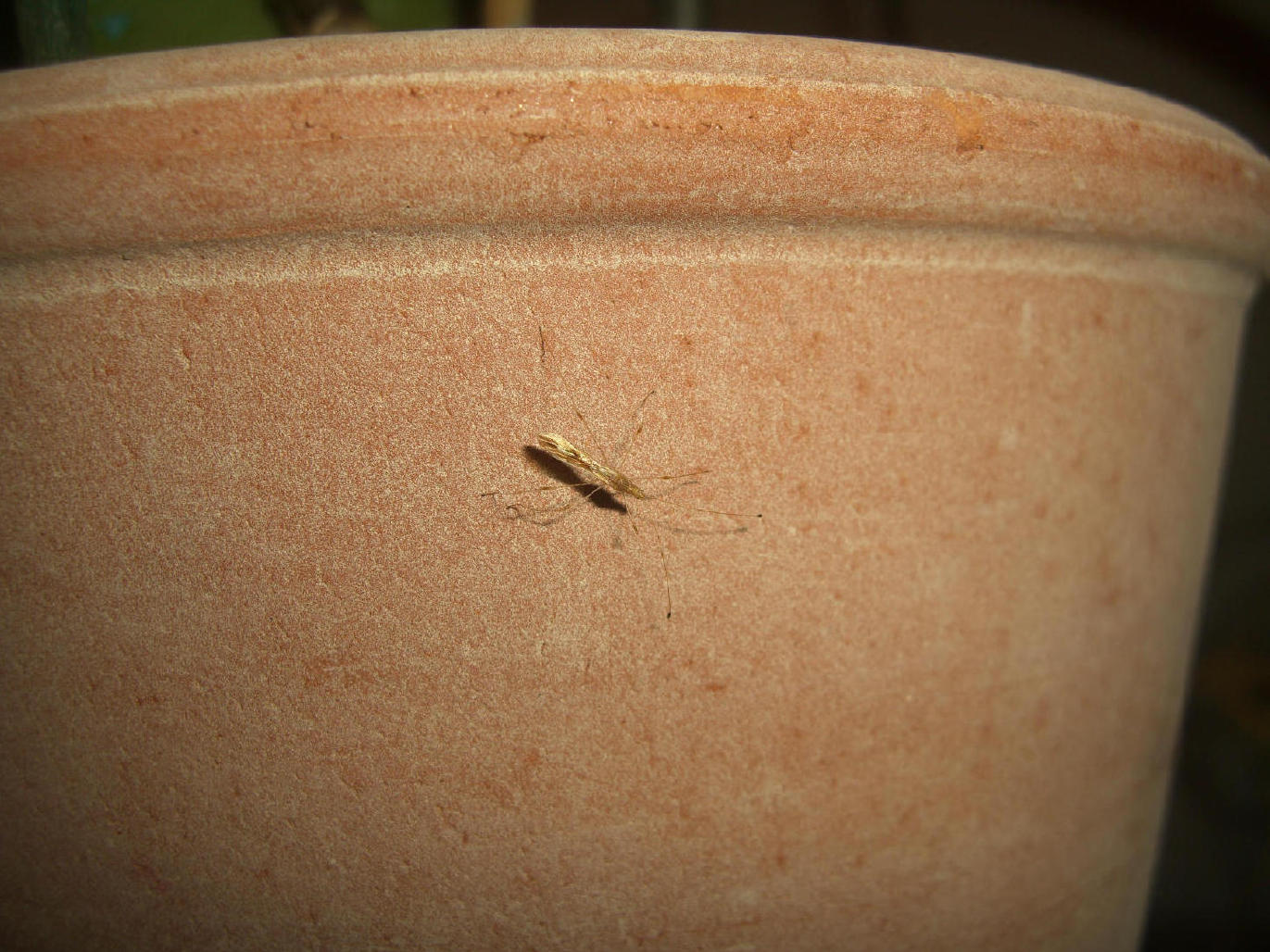 Identificazione: Metacanthus meridionalis