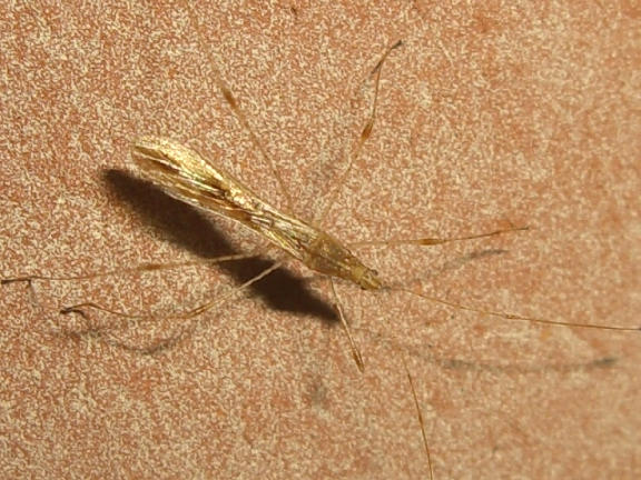 Identificazione: Metacanthus meridionalis