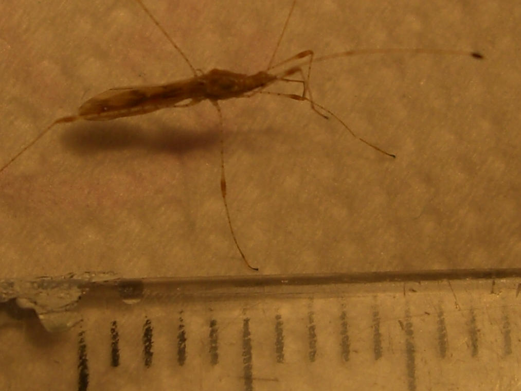 Identificazione: Metacanthus meridionalis