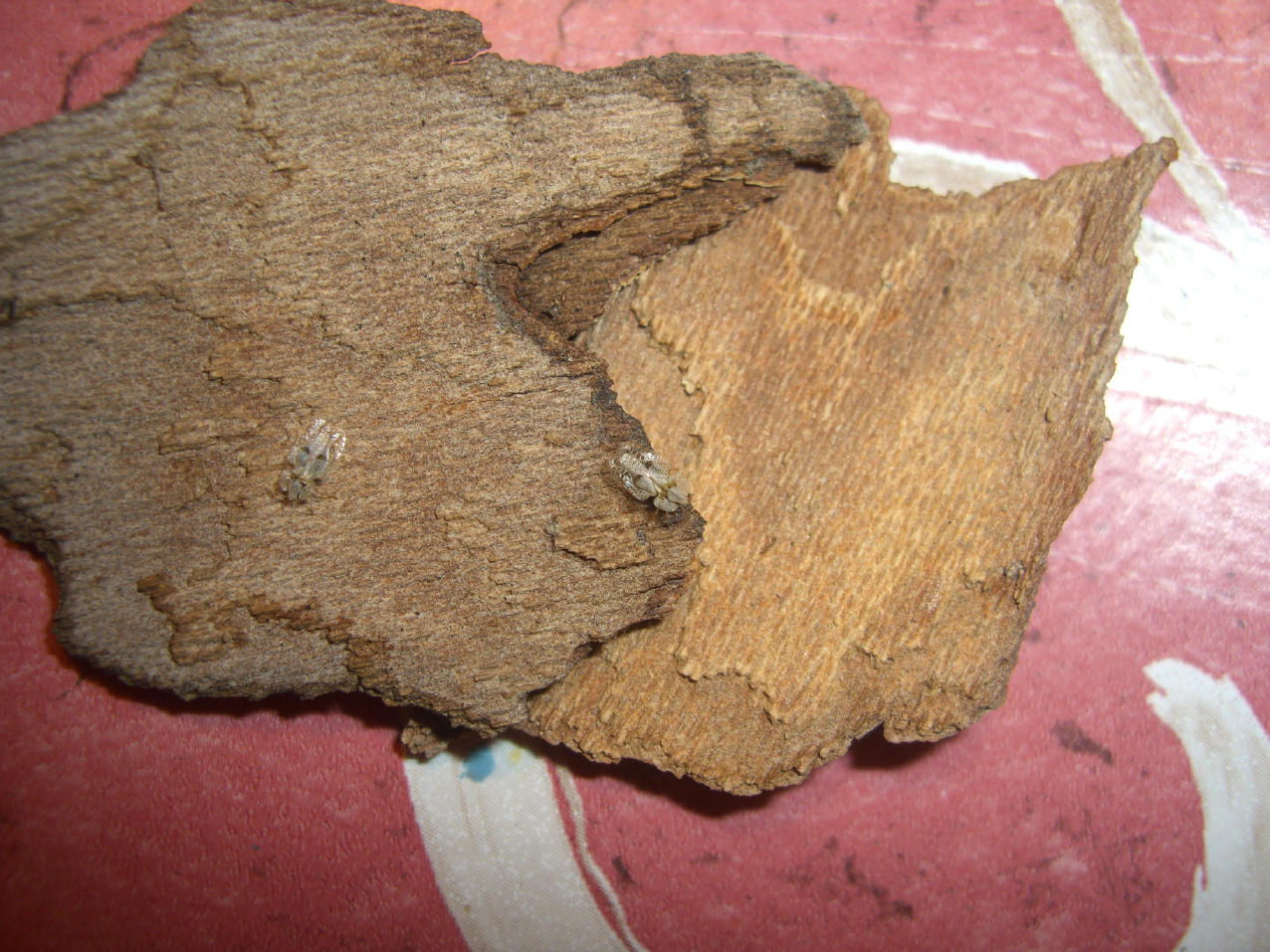 Identificazione: Corythucha ciliata su Platano