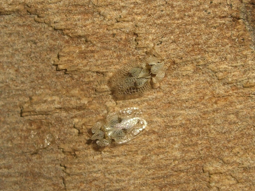 Identificazione: Corythucha ciliata su Platano