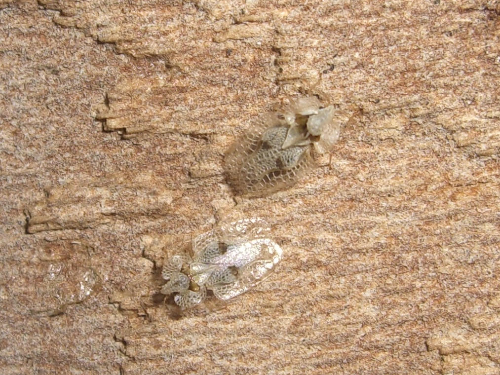 Identificazione: Corythucha ciliata su Platano