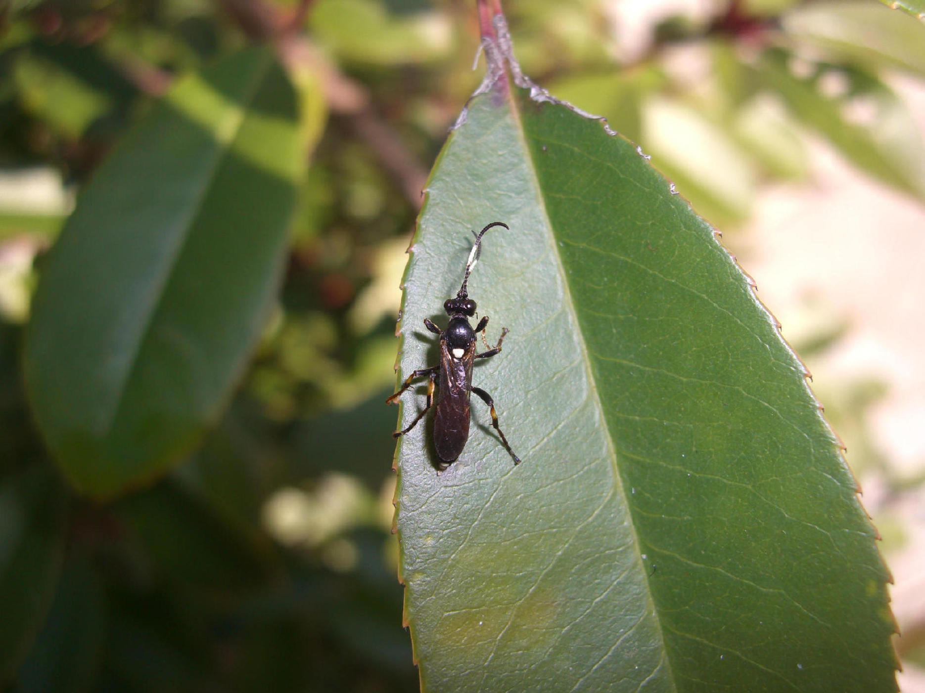 Ichneumonidae Ichneumoninae