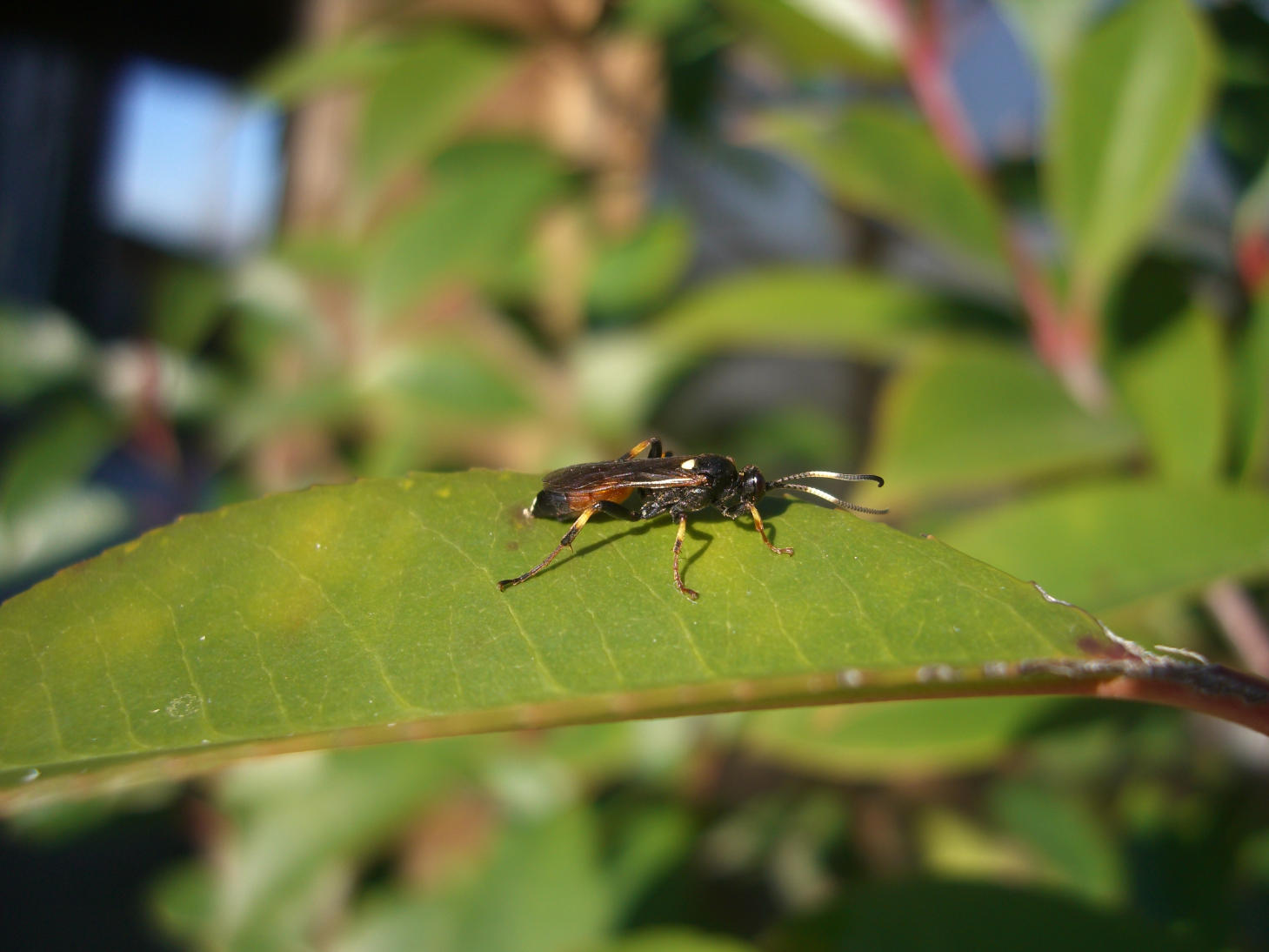 Ichneumonidae Ichneumoninae