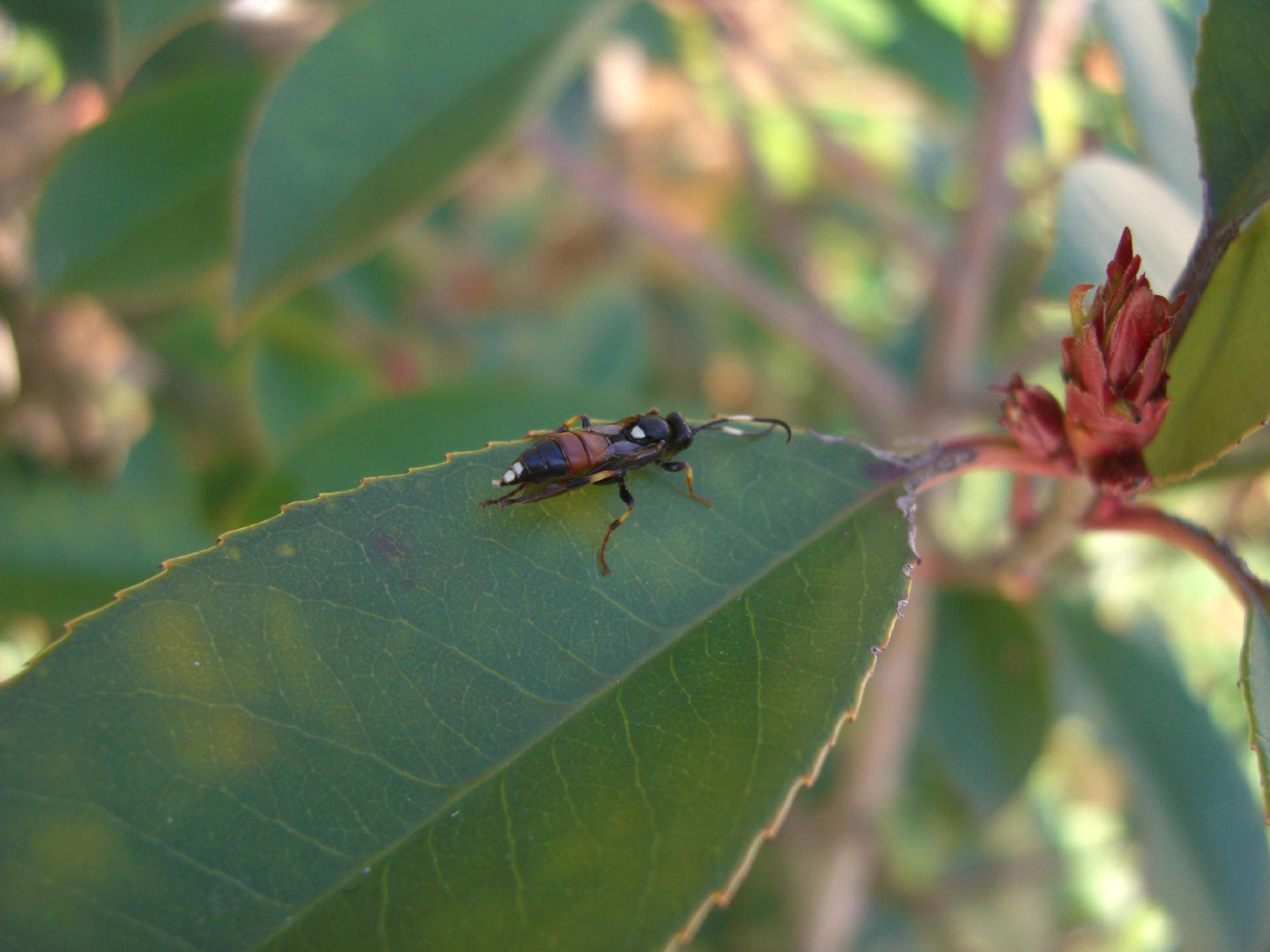 Ichneumonidae Ichneumoninae