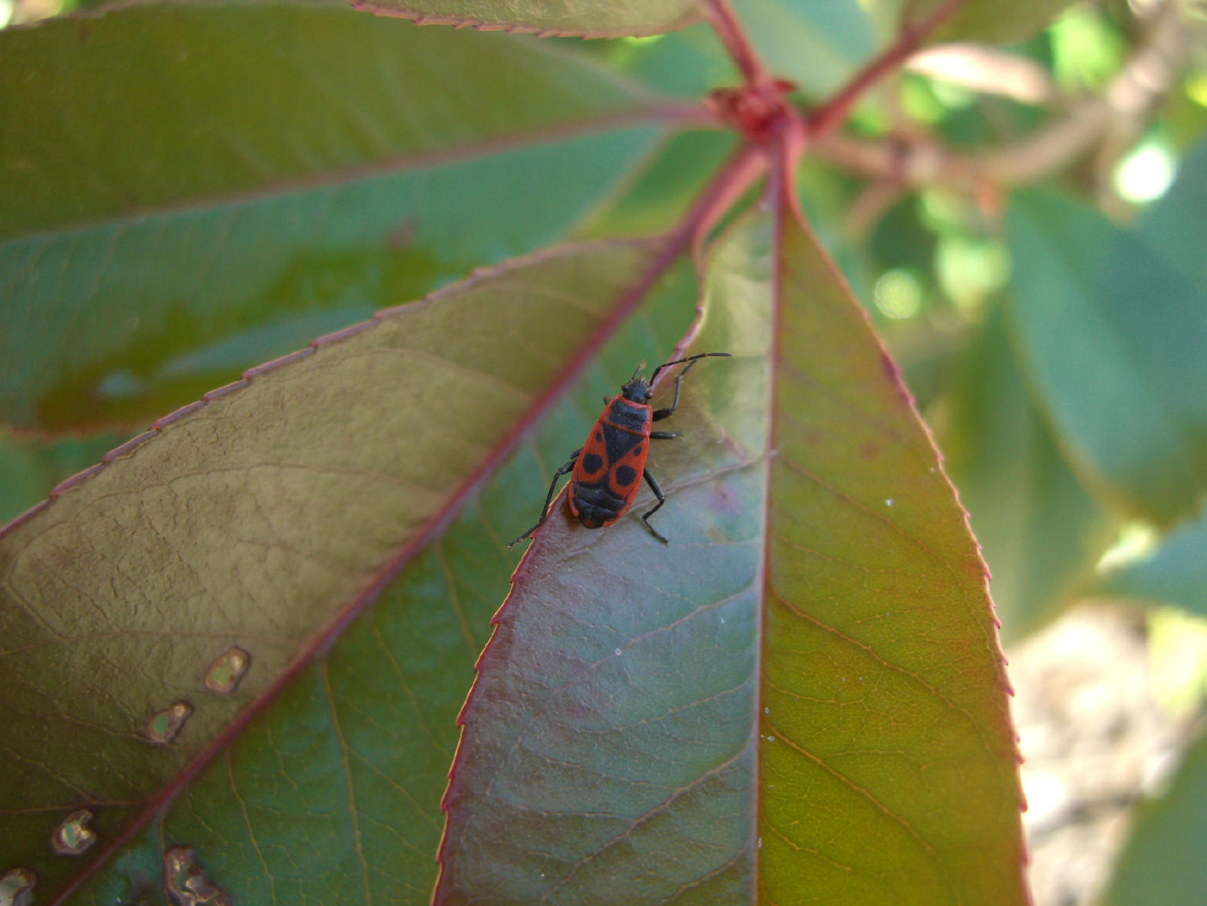 Pyrrhocoris apterus