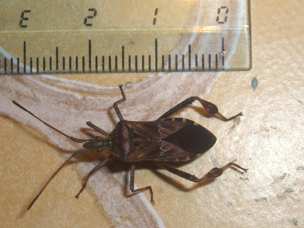 Leptoglossus