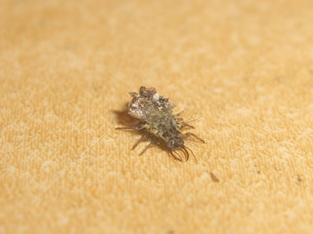 Dichochrysa