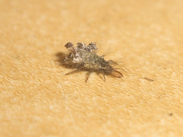 Dichochrysa