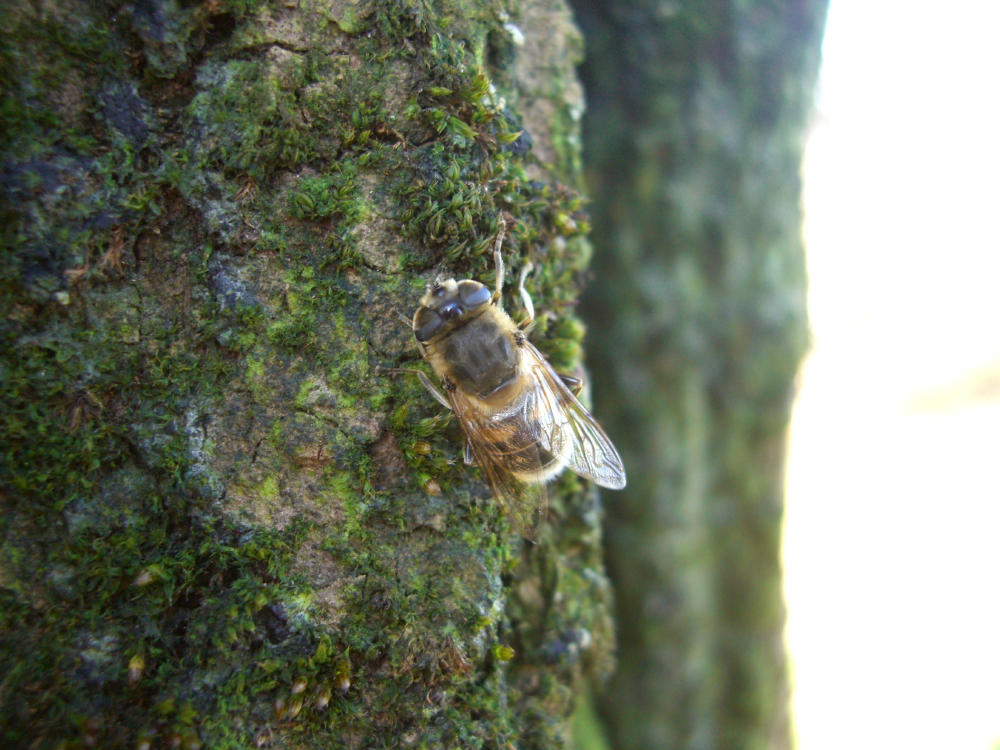 Eristalis sp.?