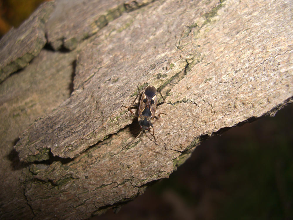 Lygaeidae: Rhyparochromus vulgaris