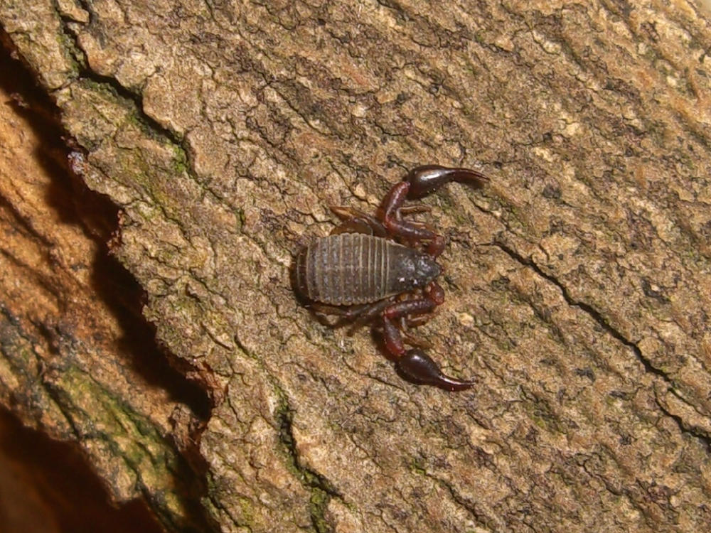 Pseudoscorpione, Geogarypidae