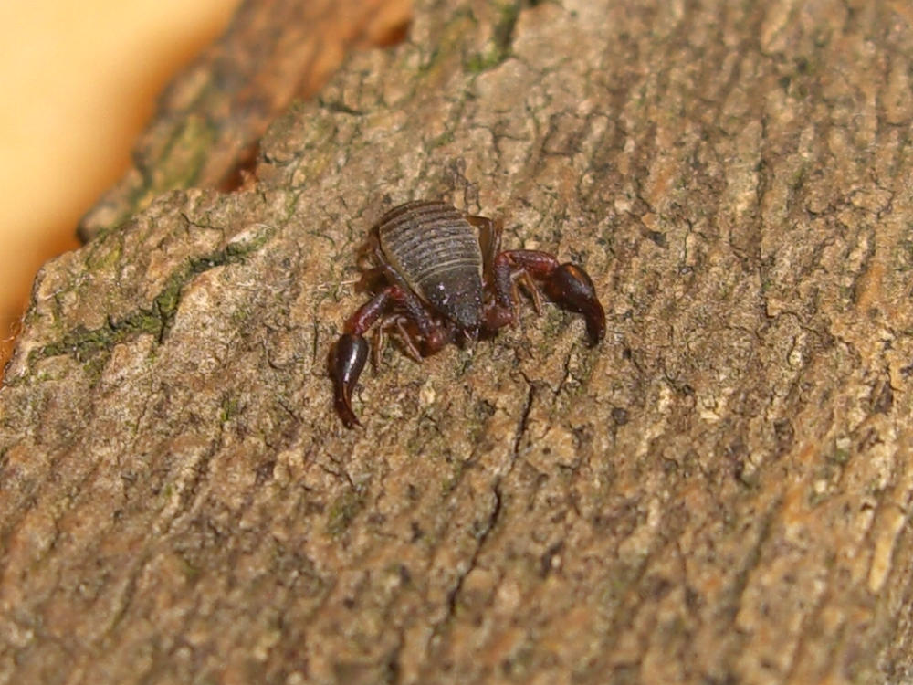 Pseudoscorpione, Geogarypidae