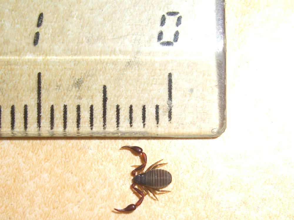 Pseudoscorpione, Geogarypidae