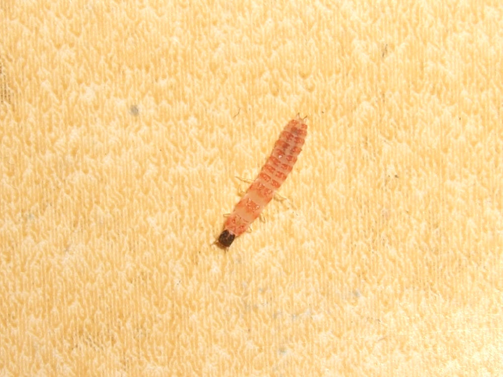 Larva