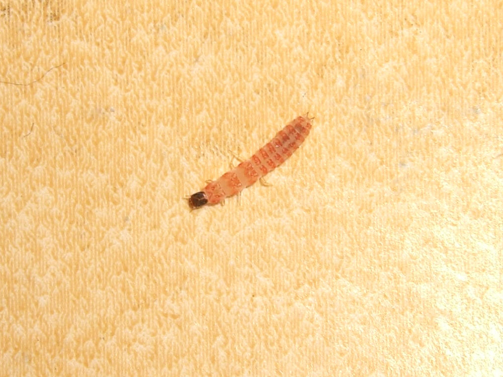 Larva