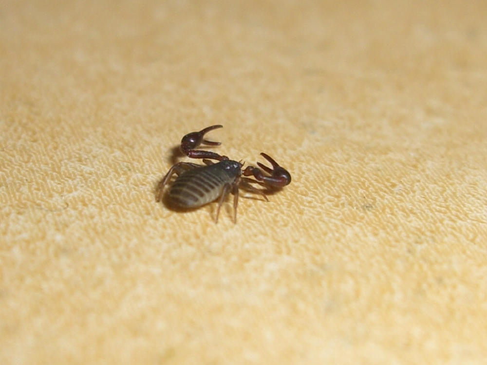 Pseudoscorpione, Geogarypidae