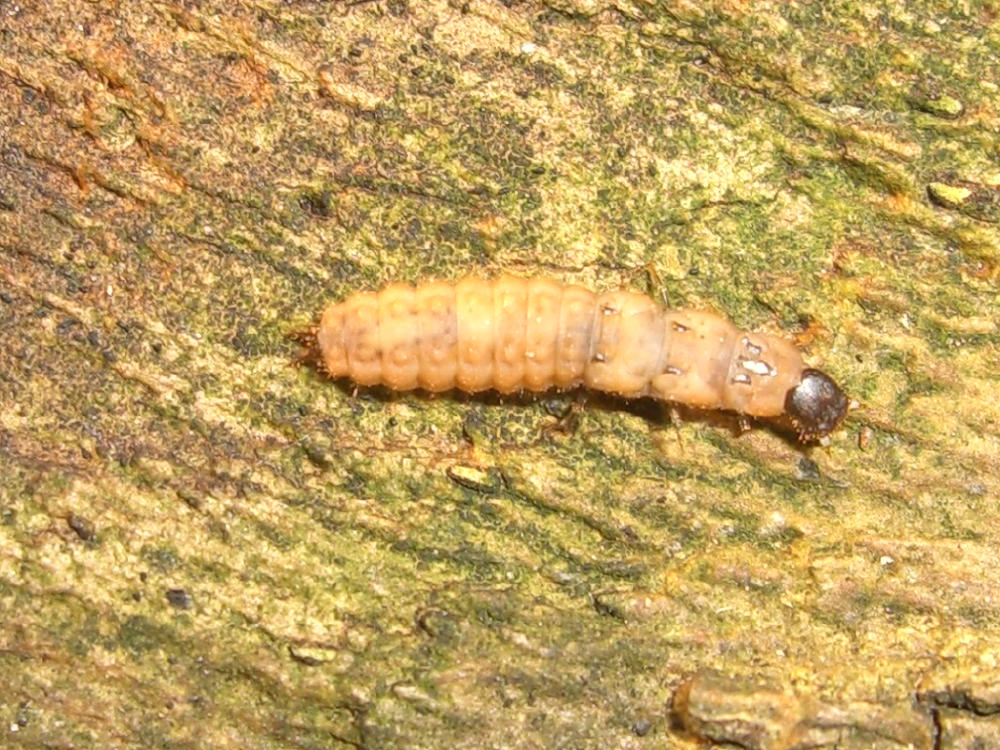 Larva