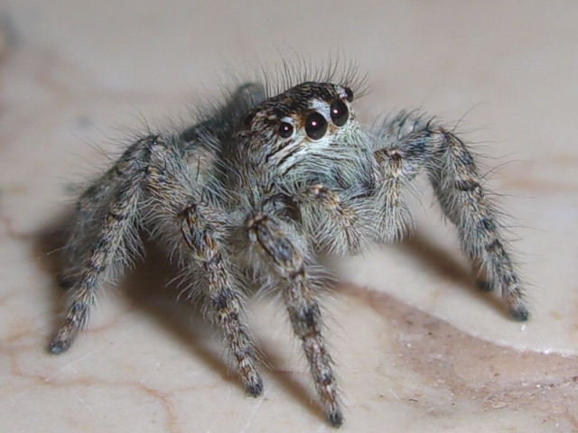 Salticidae