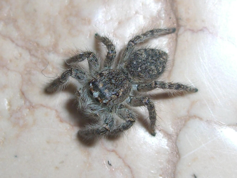 Salticidae