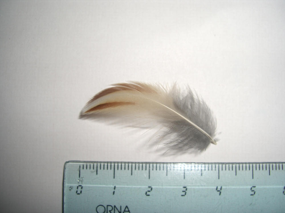 Penne e piume - quaglia (Coturnix coturnix)