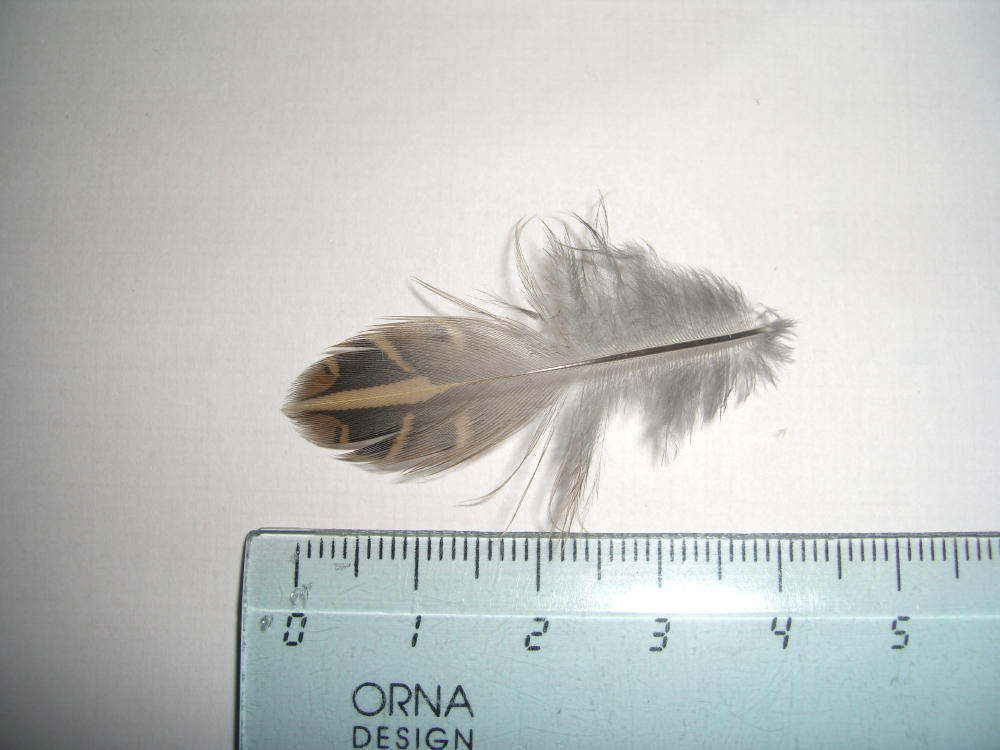 Penne e piume - quaglia (Coturnix coturnix)