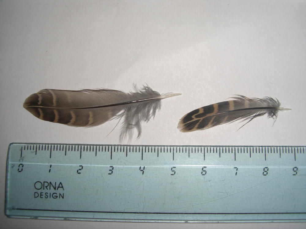 Penne e piume - quaglia (Coturnix coturnix)