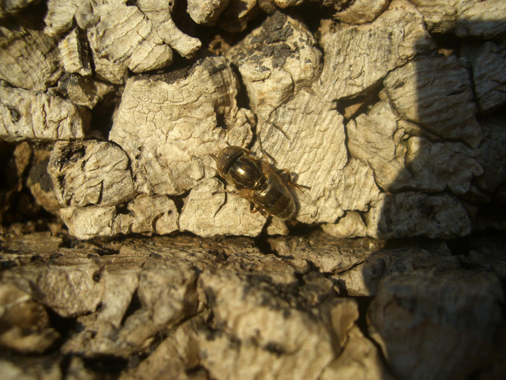 Eristalinus aeneus M. (Syrphidae)