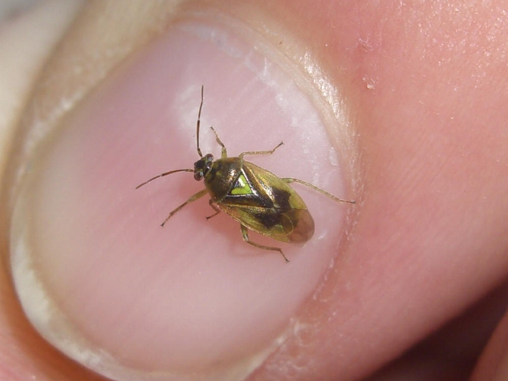 Miridae: Orthops campestris
