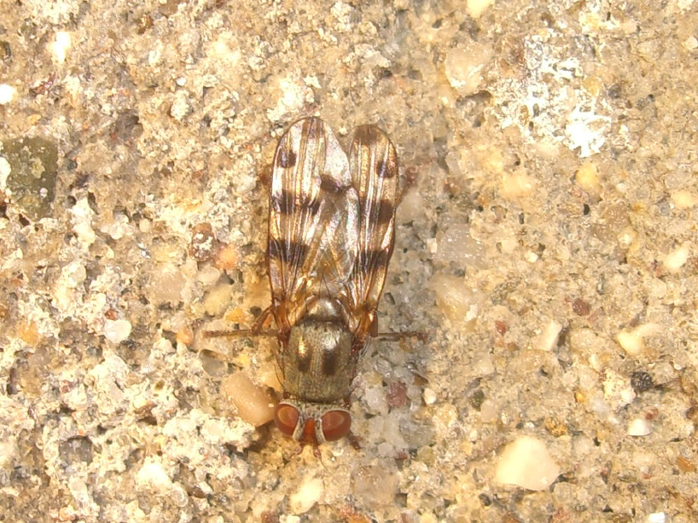 Ceroxys sp. (Ulidiidae).