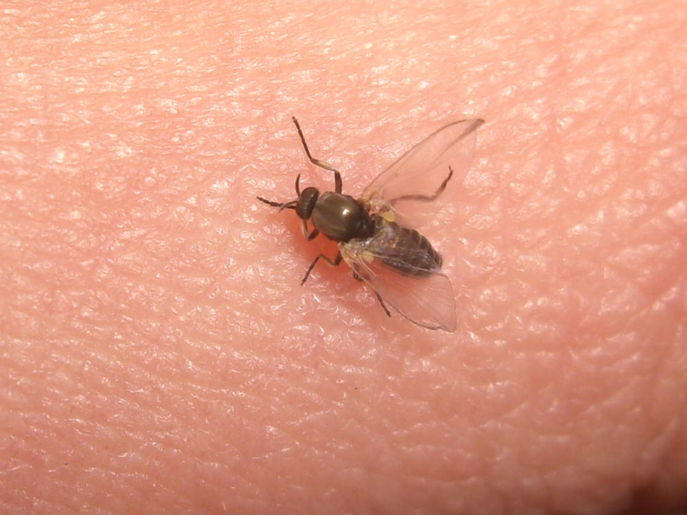 possibile dittero Simulidae.