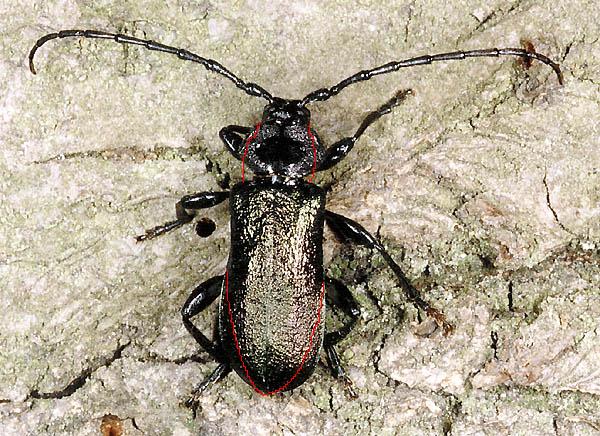 Cerambice da identificare