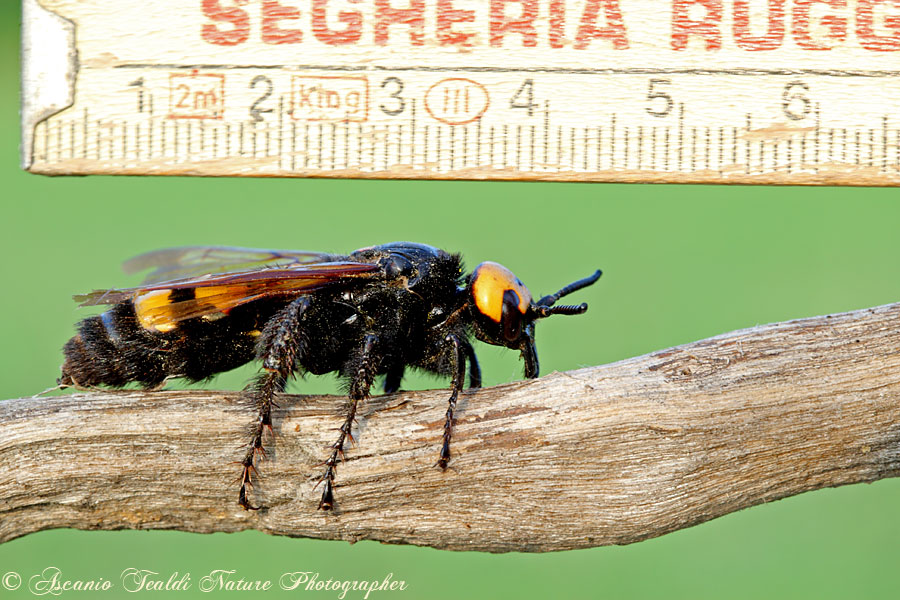 Femmina di Megascolia flavifrons