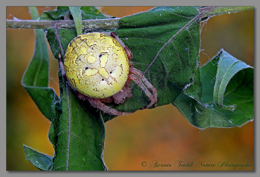 Araneus sp.