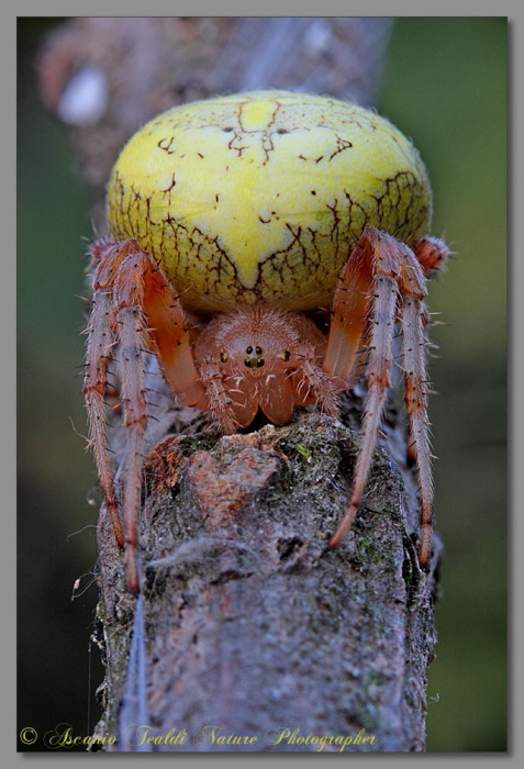 Araneus sp.
