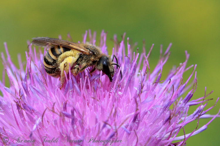 Halictus cfr. scabiosae (Apidae Halictinae)