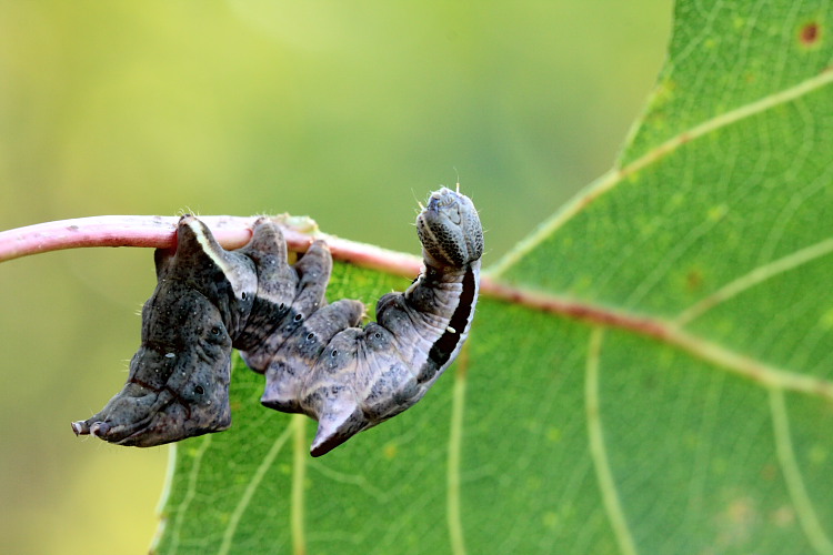 Bruchi Notodontidi con l''ultimo da identificare