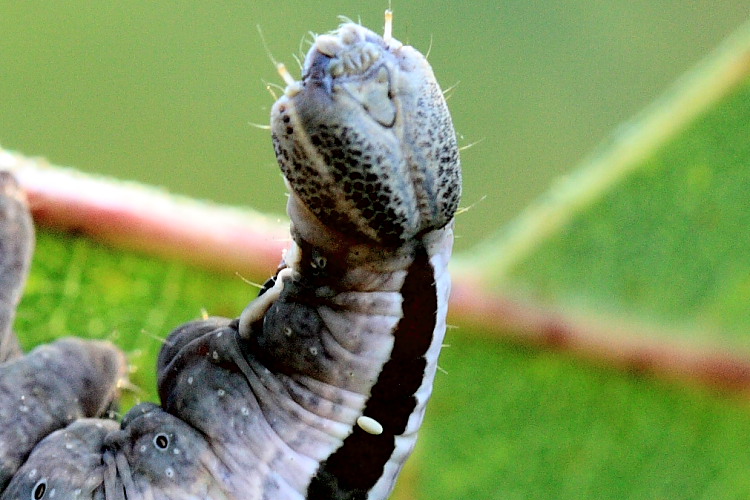 Bruchi Notodontidi con l''ultimo da identificare