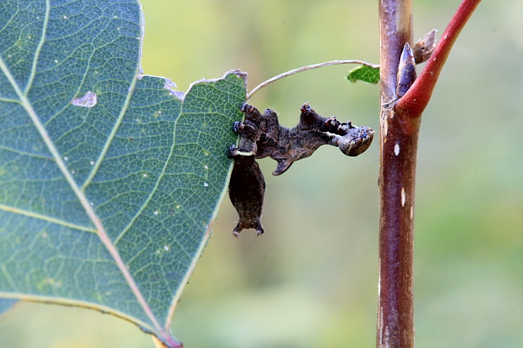 Bruchi Notodontidi con l''ultimo da identificare