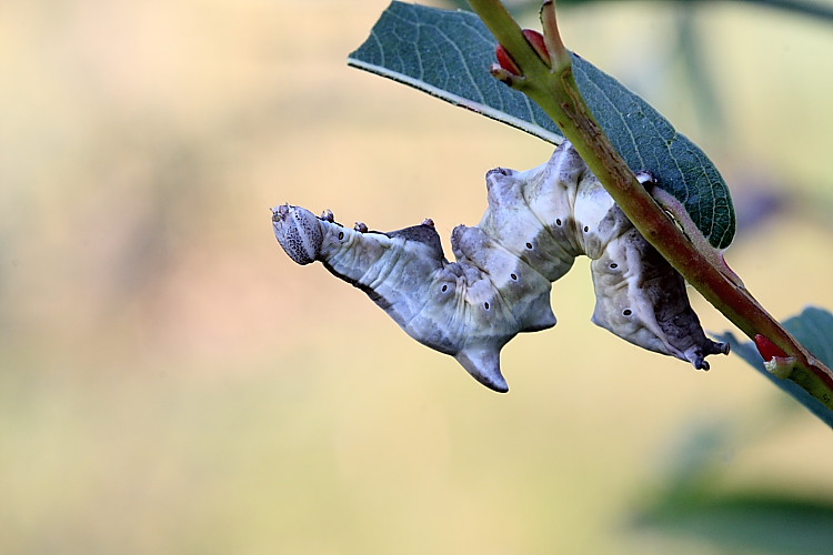 Bruchi Notodontidi con l''ultimo da identificare