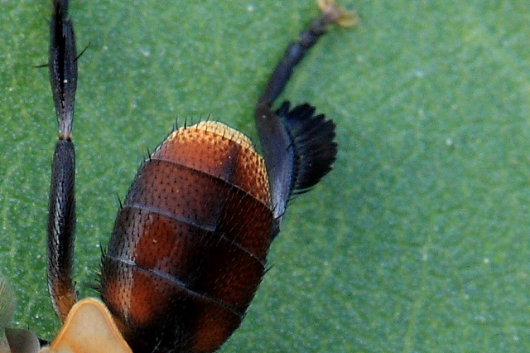 Trichopoda pictipennis (Tachinidae)