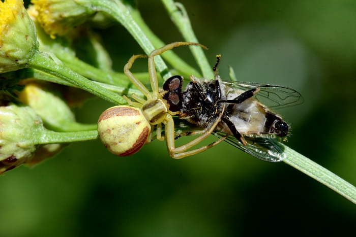 Runcinia grammica