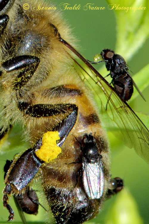 Synaema globosum