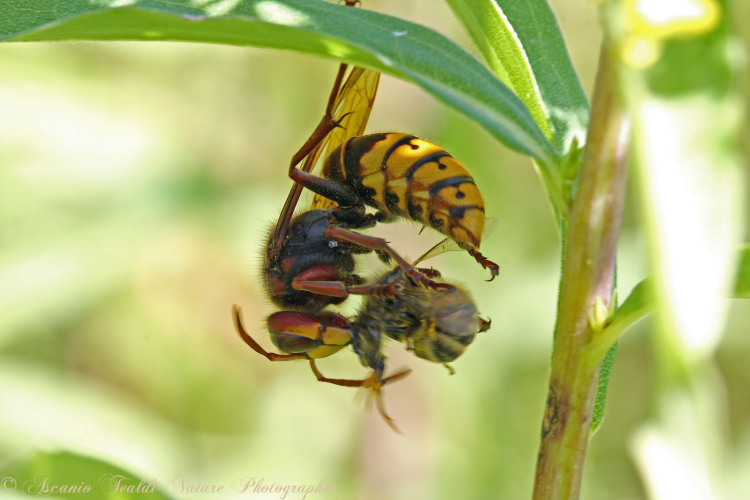 Galleria di insetti predatori e loro prede